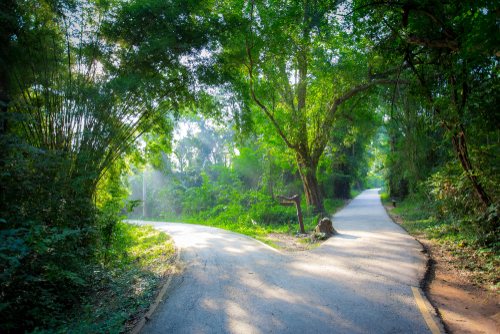 A serene path splits in two within a lush green forest, sunlight filters through the canopy, and a rustic bench sits at the junction of the paths.
